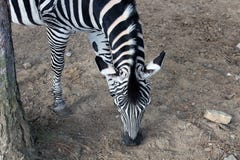 Het hoofd en de hals van een weidende die Zebra hierboven wordt gezien van royalty-vrije stock afbeeldingen Het hoofd en de hals van een weidende die Zebra hierboven wordt gezien van royalty-vrije stock afbeeldingen