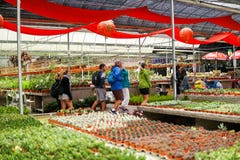 HET HOOGLAND VAN CAMERON, MALEISIË - FEBRUARI 2019: De toeristen winkelen in het lokale cactuslandbouwbedrijf in Cameron Highland stock afbeeldingen HET HOOGLAND VAN CAMERON, MALEISIË - FEBRUARI 2019: De toeristen winkelen in het lokale cactuslandbouwbedrijf in Cameron Highland stock afbeeldingen