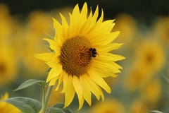 Het hoogtepunt van het inagebied van het zonnebloemlabyrint van lange zonnebloemgezichten stock fotografie Het hoogtepunt van het inagebied van het zonnebloemlabyrint van lange zonnebloemgezichten stock fotografie