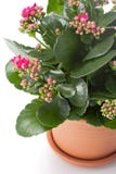 Het huisinstallatie van Kalanchoe royalty-vrije stock afbeelding Het huisinstallatie van Kalanchoe royalty-vrije stock afbeelding