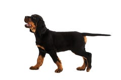 Het jonge puppy van de gordonzetter op witte achtergrond stock afbeeldingen Het jonge puppy van de gordonzetter op witte achtergrond stock afbeeldingen