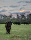 Het kalf van Angus op zonsonderganggebied - verticaal stock foto Het kalf van Angus op zonsonderganggebied - verticaal stock foto