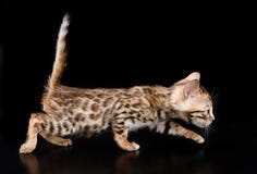 Het katje die van Bengalen op donkere achtergrond lopen royalty-vrije stock afbeeldingen Het katje die van Bengalen op donkere achtergrond lopen royalty-vrije stock afbeeldingen
