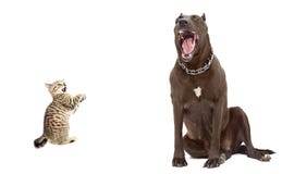 Het katje was doen schrikken grote hond royalty-vrije stock afbeelding Het katje was doen schrikken grote hond royalty-vrije stock afbeelding