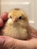 Het kind houdt een kip in zijn handen Handgreep die voor een kleine kip geven stock afbeeldingen Het kind houdt een kip in zijn handen Handgreep die voor een kleine kip geven stock afbeeldingen