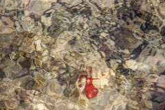 Het kleurrijke onderwaterleven Onderwater abstracte textuur stock foto Het kleurrijke onderwaterleven Onderwater abstracte textuur stock foto