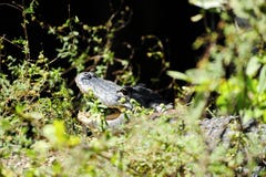 Het krokodille verbergen in het gras royalty-vrije stock afbeeldingen Het krokodille verbergen in het gras royalty-vrije stock afbeeldingen