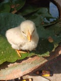 Het kuiken van de baby stock afbeelding Het kuiken van de baby stock afbeelding