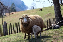 Het lam zuigt schapen stock afbeeldingen Het lam zuigt schapen stock afbeeldingen