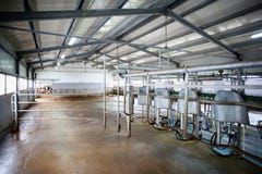 Het landbouwbedrijf melkend systeem van de koe stock foto's Het landbouwbedrijf melkend systeem van de koe stock foto's