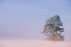 Het landschap van de ochtendwinter Sneeuwbomen en ijzige mist op het gebied Royalty-vrije Stock Afbeelding Het landschap van de ochtendwinter Sneeuwbomen en ijzige mist op het gebied Royalty-vrije Stock Afbeelding