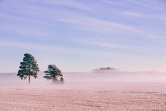 Het landschap van de ochtendwinter Sneeuwbomen en ijzige mist op het gebied Royalty-vrije Stock Foto Het landschap van de ochtendwinter Sneeuwbomen en ijzige mist op het gebied Royalty-vrije Stock Foto