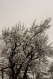 Het landschap van de winter E r stock fotografie Het landschap van de winter E r stock fotografie