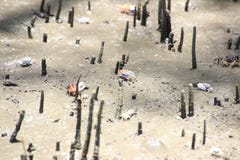 Het leven van de Fiddlerkrab in het mangrovebos royalty-vrije stock afbeelding Het leven van de Fiddlerkrab in het mangrovebos royalty-vrije stock afbeelding