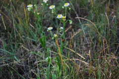 Het lieveheersbeestje verborg in een groen blad van een gebied Daisy royalty-vrije stock foto Het lieveheersbeestje verborg in een groen blad van een gebied Daisy royalty-vrije stock foto