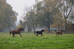 Het lopen kudde van paarden in herfstlandschap stock afbeelding Het lopen kudde van paarden in herfstlandschap stock afbeelding