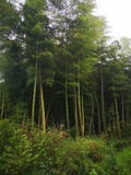 Het meest forrest bamboe royalty-vrije stock afbeelding Het meest forrest bamboe royalty-vrije stock afbeelding
