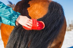Het meisje kamt een prachtige paardstaart stock fotografie Het meisje kamt een prachtige paardstaart stock fotografie