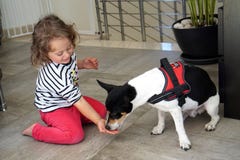 Het meisje voedt haar weinig hond van haar hand stock afbeeldingen Het meisje voedt haar weinig hond van haar hand stock afbeeldingen