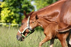 Het moederpaard en haar veulen weiden op de groene zomer van de grasweide tim royalty-vrije stock afbeeldingen Het moederpaard en haar veulen weiden op de groene zomer van de grasweide tim royalty-vrije stock afbeeldingen