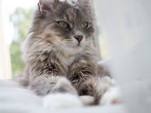 Het mooie portret van Cat Portrait A van een leuk, pluizig, charmant kattenclose-up royalty-vrije stock afbeeldingen Het mooie portret van Cat Portrait A van een leuk, pluizig, charmant kattenclose-up royalty-vrije stock afbeeldingen