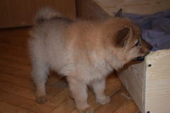 Het mooie rode puppy van ras Finse spitz royalty-vrije stock afbeelding Het mooie rode puppy van ras Finse spitz royalty-vrije stock afbeelding