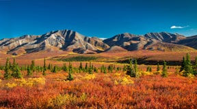 Het Nationale Park van Denali in de herfst stock foto's Het Nationale Park van Denali in de herfst stock foto's