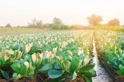 Het natuurlijke water geven van landbouwgewassen, irrigatie De koolaanplantingen groeien op het gebied plantaardige rijen De land royalty-vrije stock foto's Het natuurlijke water geven van landbouwgewassen, irrigatie De koolaanplantingen groeien op het gebied plantaardige rijen De land royalty-vrije stock foto's