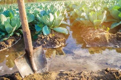Het natuurlijke water geven van landbouwgewassen, irrigatie De koolaanplantingen groeien op het gebied plantaardige rijen De land royalty-vrije stock fotografie Het natuurlijke water geven van landbouwgewassen, irrigatie De koolaanplantingen groeien op het gebied plantaardige rijen De land royalty-vrije stock fotografie