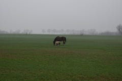 Het Nederlandse landschap van de landbouwbedrijfwinter royalty-vrije stock fotografie Het Nederlandse landschap van de landbouwbedrijfwinter royalty-vrije stock fotografie