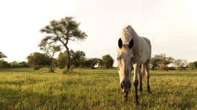 Het nieuwsgierige witte paard kijkt de fotograaf stock fotografie Het nieuwsgierige witte paard kijkt de fotograaf stock fotografie