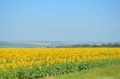 Het ontspannen het de zomerlandschap met een gebied fulled van zonnebloem stock afbeeldingen Het ontspannen het de zomerlandschap met een gebied fulled van zonnebloem stock afbeeldingen