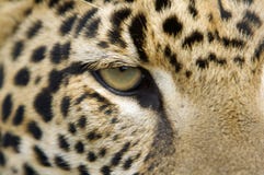 Het Oog van de jaguar royalty-vrije stock afbeeldingen Het Oog van de jaguar royalty-vrije stock afbeeldingen