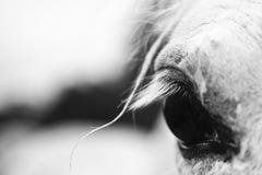Het oog van het witte paard - zwart-wit kunstportret stock fotografie Het oog van het witte paard - zwart-wit kunstportret stock fotografie