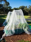 Het opleveren insect voor organische moestuin stock afbeeldingen Het opleveren insect voor organische moestuin stock afbeeldingen