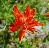Het oranje Scharlaken Indische Penseel Wildflower zet Rainier Paradi op royalty-vrije stock foto Het oranje Scharlaken Indische Penseel Wildflower zet Rainier Paradi op royalty-vrije stock foto