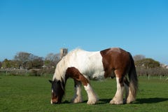 Het paard van Ardennen op grasweide royalty-vrije stock afbeeldingen Het paard van Ardennen op grasweide royalty-vrije stock afbeeldingen