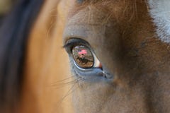 Het paard van de rodeo met bezinning in oog