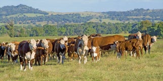 Het panorama Australië van het Herefordvee royalty-vrije stock foto Het panorama Australië van het Herefordvee royalty-vrije stock foto