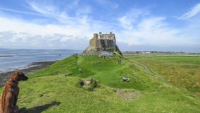 Het panorama van het Lindisfarnekasteel met een hond, Heilig Eiland, Northumberland stock afbeelding Het panorama van het Lindisfarnekasteel met een hond, Heilig Eiland, Northumberland stock afbeelding