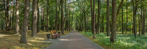 het panorama van het openbare stadspark met een bank op de rand van een keurige schaduwrijke steeg voerde met lange bomen royalty-vrije stock foto's het panorama van het openbare stadspark met een bank op de rand van een keurige schaduwrijke steeg voerde met lange bomen royalty-vrije stock foto's