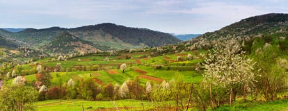 Het panoramalandschap van de de lenteberg Vallei met bloeiende bomen Royalty-vrije Stock Foto Het panoramalandschap van de de lenteberg Vallei met bloeiende bomen Royalty-vrije Stock Foto
