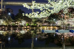 Het park van Chiba in de avond tijdens Hanami royalty-vrije stock afbeeldingen Het park van Chiba in de avond tijdens Hanami royalty-vrije stock afbeeldingen