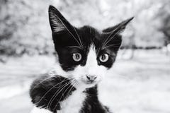 Het pictogram van het Bitcointeken in ogen van kat Crypto muntsymbool en bes stock foto Het pictogram van het Bitcointeken in ogen van kat Crypto muntsymbool en bes stock foto