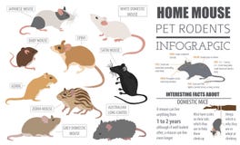 Het pictogram vastgestelde vlakke stijl van muizenrassen op wit Muisknaagdieren Royalty-vrije Stock Afbeeldingen Het pictogram vastgestelde vlakke stijl van muizenrassen op wit Muisknaagdieren Royalty-vrije Stock Afbeeldingen