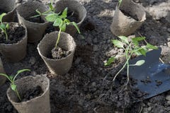 Het planten van jonge peperzaailingen in turfpotten op grondachtergrond stock foto Het planten van jonge peperzaailingen in turfpotten op grondachtergrond stock foto