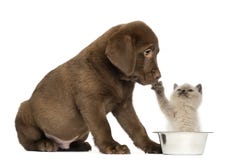 Het Puppy die van de zittingslabrador bekijken Longhair Britten royalty-vrije stock afbeelding Het Puppy die van de zittingslabrador bekijken Longhair Britten royalty-vrije stock afbeelding