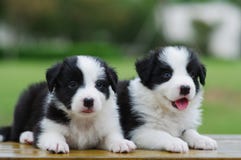 Het puppy van de Collie van de grens royalty-vrije stock foto's Het puppy van de Collie van de grens royalty-vrije stock foto's