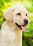 Het puppy van de labrador in de werf royalty-vrije stock foto's Het puppy van de labrador in de werf royalty-vrije stock foto's