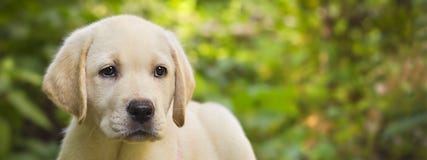 Het puppy van de labrador in de werfbanner royalty-vrije stock foto's Het puppy van de labrador in de werfbanner royalty-vrije stock foto's
